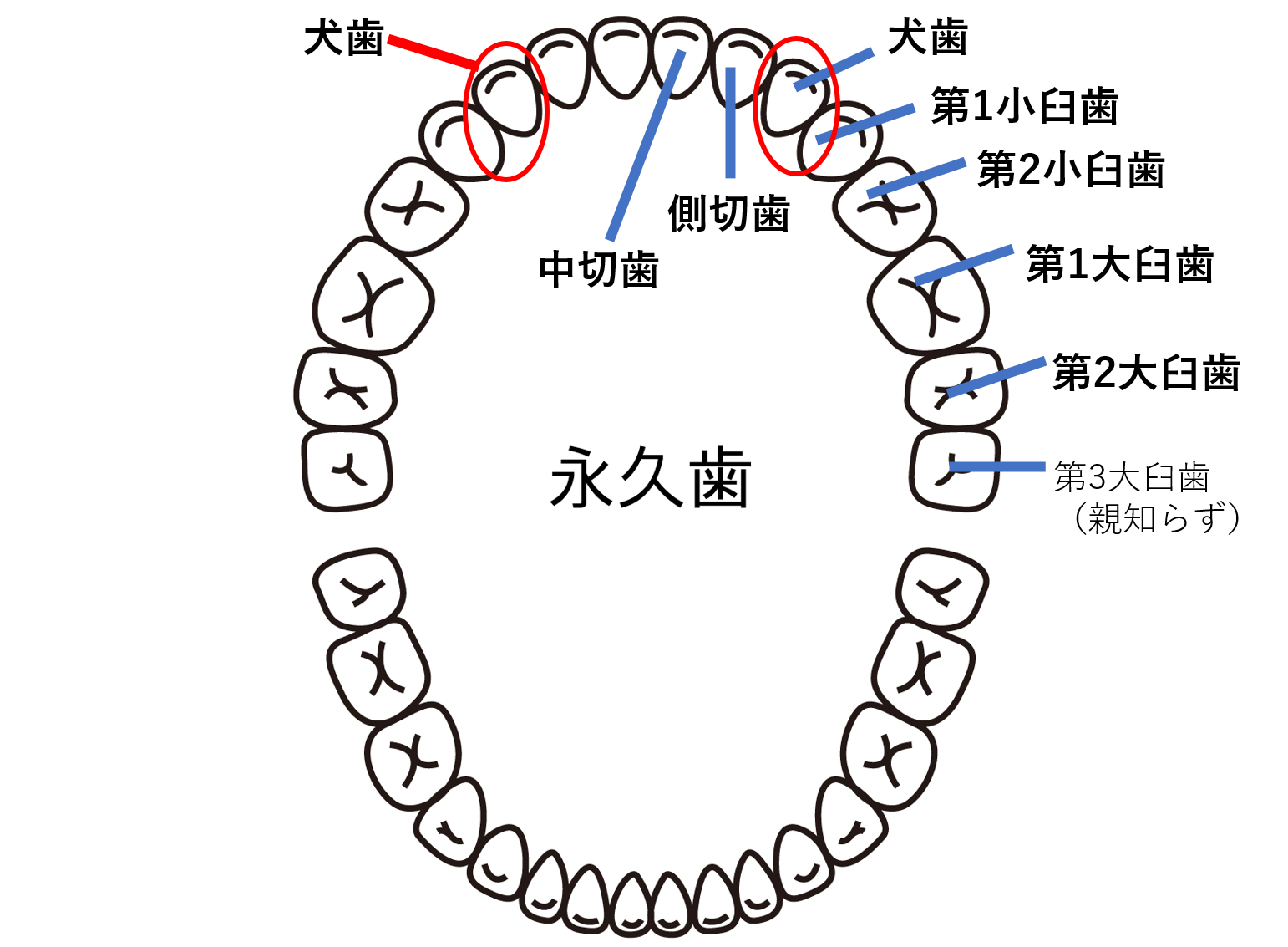 どうして”八重歯”になるの？八重歯になる理由と治療をお勧めする理由